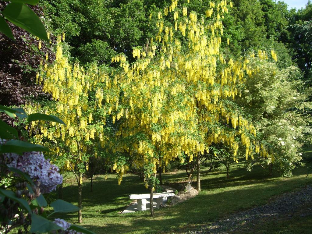 Glocca Morra B&B Ogonnelloe Bagian luar foto